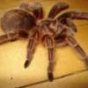 brachypelma