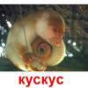 kuskus